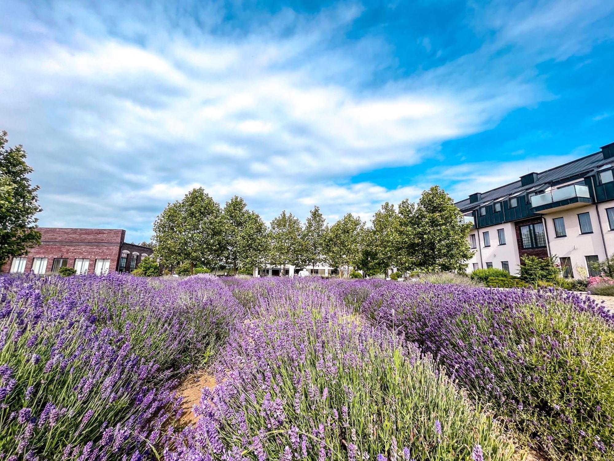 Hotel Lawendowe Termy Uniejow Esterno foto